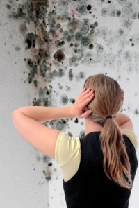 mold metal selling mould removal drywall inspection living remove manchester issues cavity know need damp insulation estate building damage deal