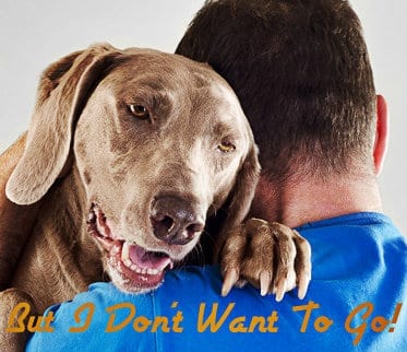Sell sales your dog